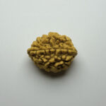 2 Mukhi Rudraksha