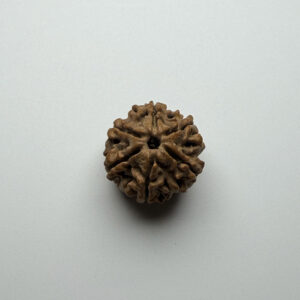6 Mukhi Rudraksha