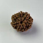 7 Mukhi Rudraksha