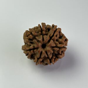 7 Mukhi Rudraksha