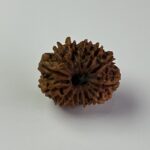 13 Mukhi Rudraksha