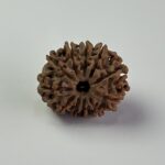 11 Mukhi Rudraksha