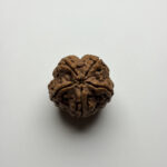 5 Mukhi Rudraksha
