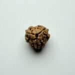 3 Mukhi Rudraksha