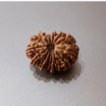 14 Mukhi Rudraksha