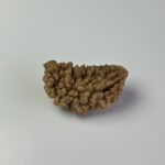 1 Mukhi Rudraksha
