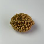 2 Mukhi Rudraksha
