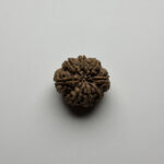 8 Mukhi Rudraksha