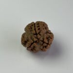 3 Mukhi Rudraksha