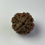 4 Mukhi Rudraksha