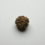 9 Mukhi Rudraksha