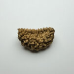 1 Mukhi Rudraksha